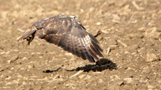 Mäusebussard_ (1).jpg